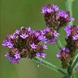 Verbena brasiliensis